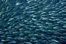 Banc de sardines Pescador